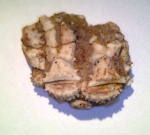 Лилия Galateacrinidae?