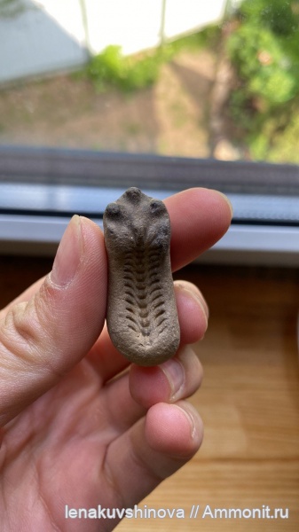 Cardioceras, Cardioceratidae