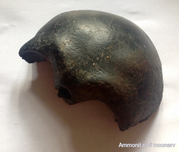 Homo, голоцен, sapiens