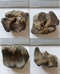 Центральная кубовидная кость Megaloceros giganteus