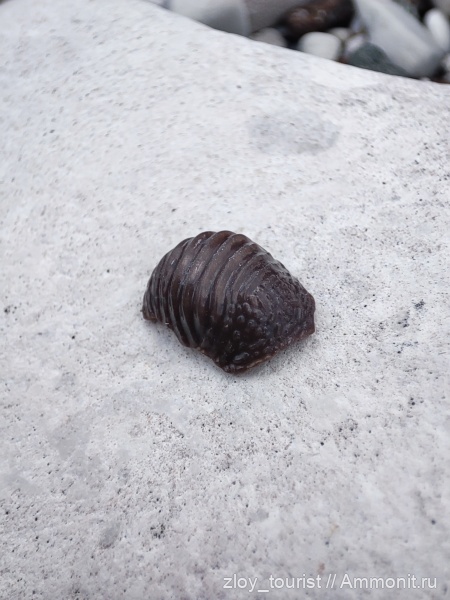 мел, Ptychodus, Ptychodontidae