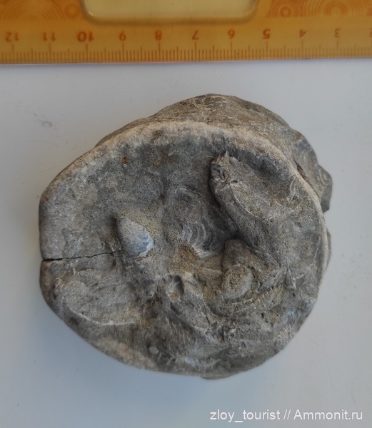 ихтиозавры, Ichthyosaurus, пресмыкающиеся