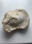Кость