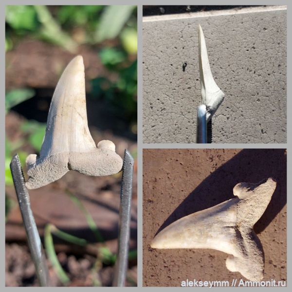 палеоген, неоген, Striatolamia, fish, sharks, teeth shark, teeth fish
