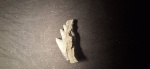 Notorhynchus kempi