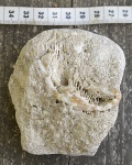 Коралл ругоза в разрезе