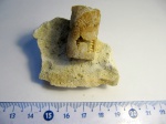 Crinoidea