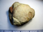 Gigantoproductus