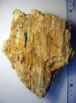 Коралл Petalaxis