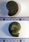 Аммонит Virgatites virgatus