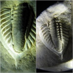 Трилобит Phillipsia mucronatus