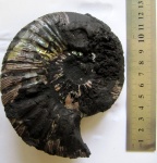 Virgatites gerassimovi