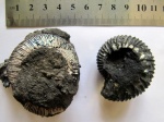 Virgatites gerassimovi (слева) и Virgatites pallasianus (справа)