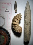 Ассорти из "Нью-Русавкино": Cardioceras quadrarium(?),белемниты Hibolites и Cylindroteuthis(?)
