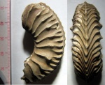 Аммонит Cardioceras quadrarium(?)