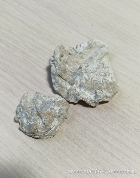 двустворчатые моллюски, створки