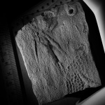 Mammillichnis sp., Paleodictyon sp.