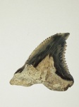 Hemipristis serra из США
