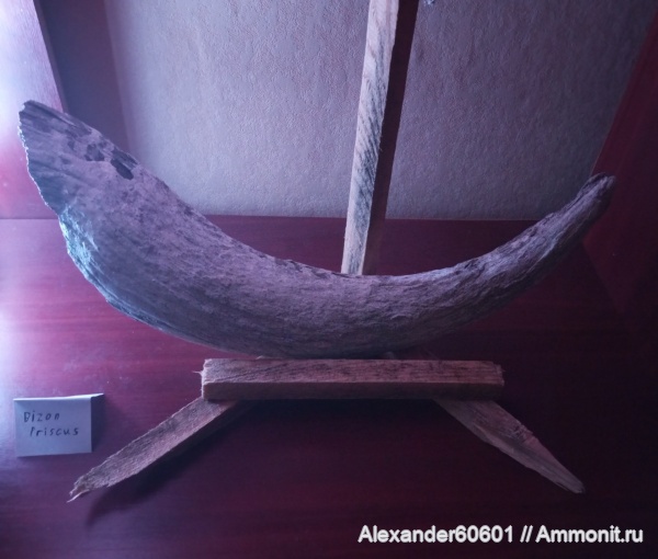 палеонтология, млекопитающие, плейстоцен, Bison priscus, Алтай