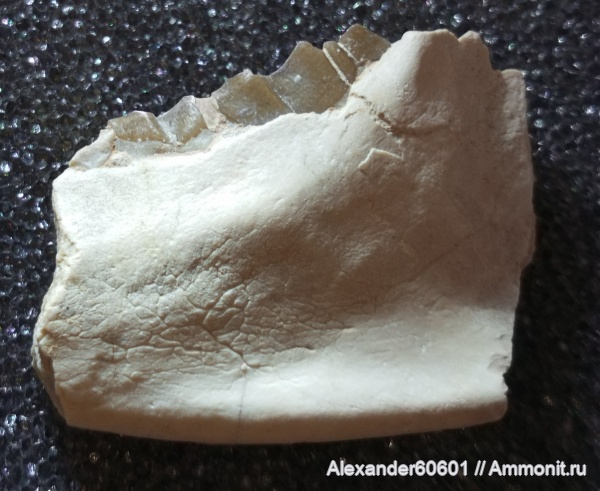 палеонтология, США, млекопитающие, олигоцен, Южная Дакота, Leptauchenia, Merycoidodontidae