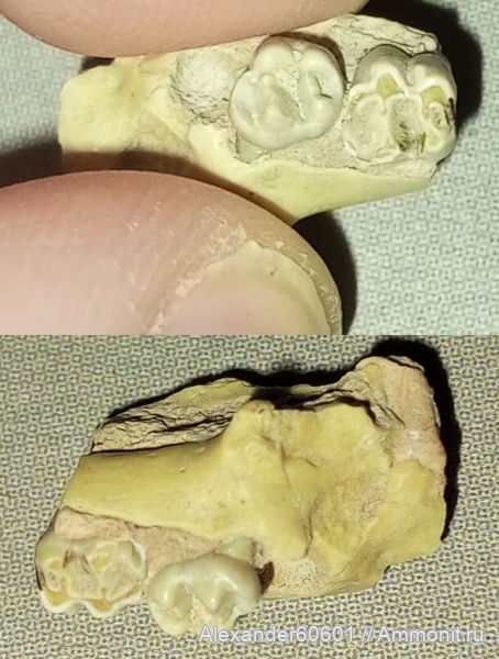 палеонтология, палеоген, США, олигоцен, Южная Дакота, Ischyromys