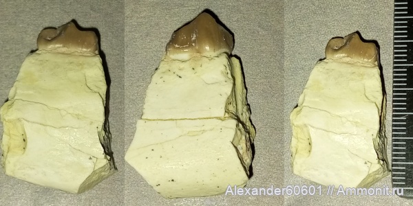 палеонтология, США, млекопитающие, олигоцен, Южная Дакота, eporeodon, Merycoidontidae