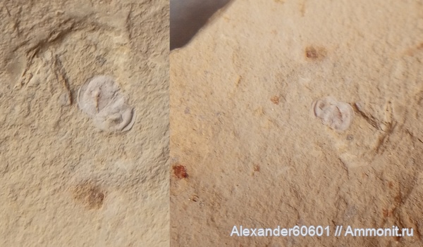 Fossil China