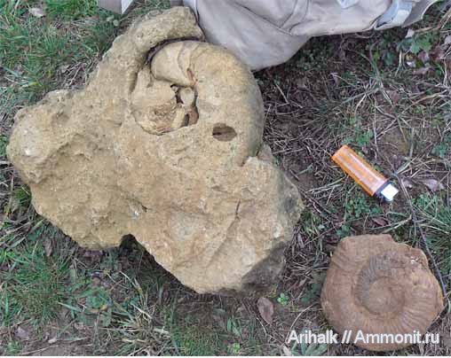 аммониты, наутилусы, Крым, готерив, Cymatoceras, нижний готерив
