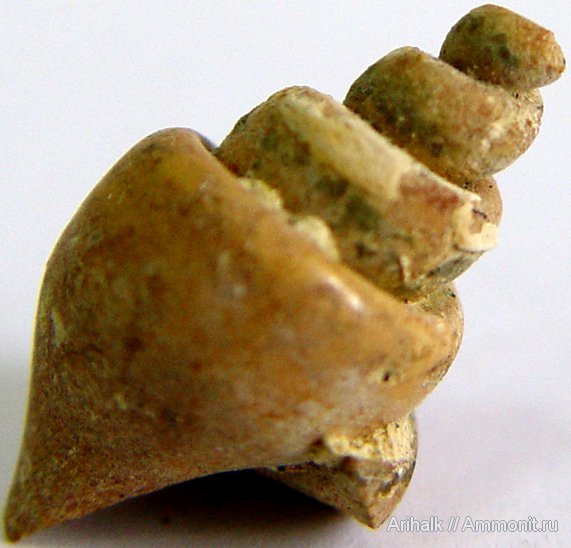 раковины