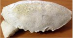 Краб Palaeocarpilius из рода Carpiliid