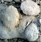 Крабы Симферополя (PalaeocarpiliusЫ из рода Carpiliid  )