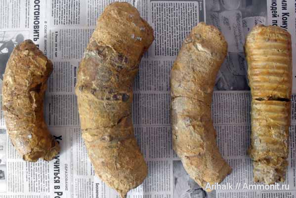 аммониты, гетероморфные аммониты, Крым, баррем, нижний баррем, Ammonites, heteromorph ammonites