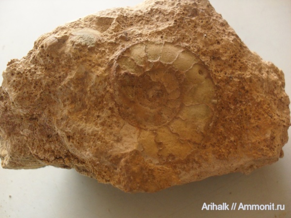 аммониты, мел, нижний мел, Крым, баррем, нижний баррем, Cretaceous