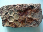 Палеодиктион (Paleodictyon)