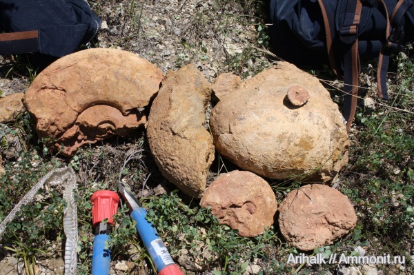 аммониты, наутилусы, Крым, Cymatoceras, баррем, нижний баррем