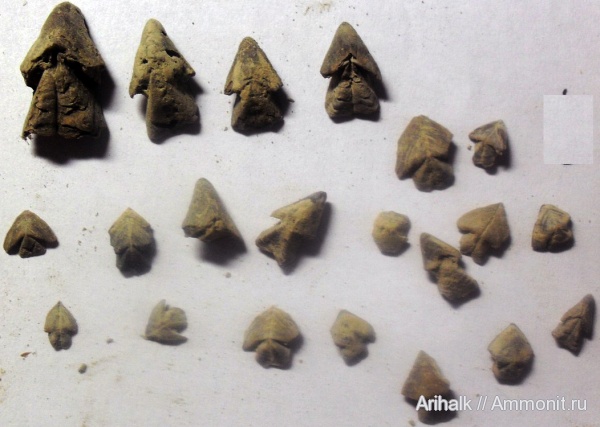 меловой период, Крым, апт, ринхолиты, Hadrocheilus, Akidocheilus, Akidocheilus (Planecapula), Akidocheilus (Planecapula) infirus