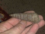 Доисторические брюхоногие Ялтинского района