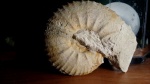 Аммонит из Мичурина