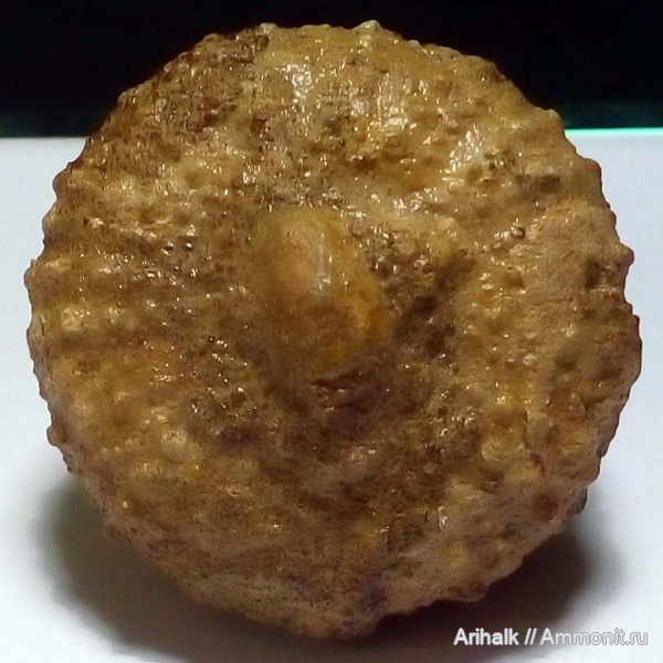 морские ежи, нижний мел, Крым, Тетис