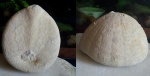 Echinocorys (??)