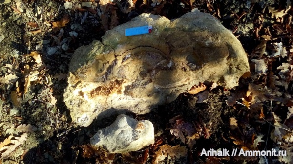 аммониты, морские ежи, альб
