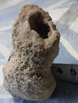 ? Губка, коралл или?