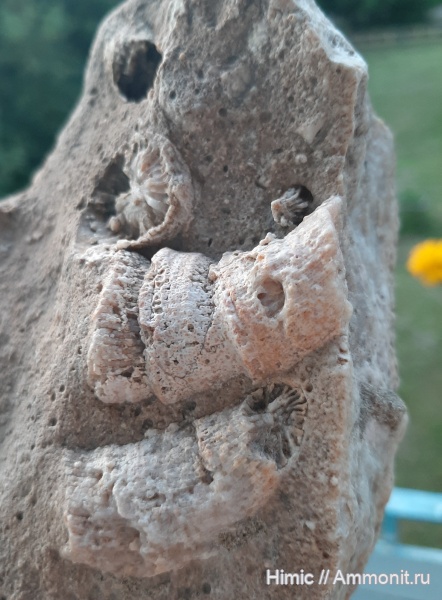 карбон, кораллы, палеозой