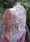 Syringopora