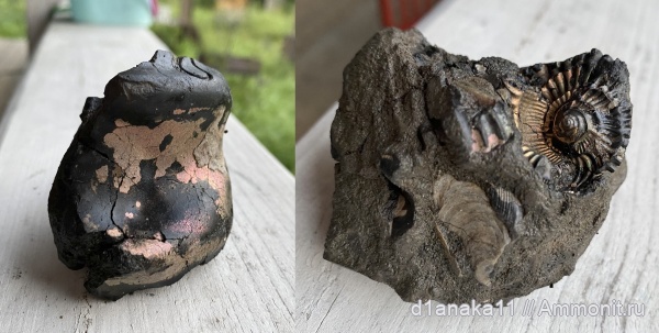 аммониты, р. Волга, Ammonoidea, Ammonites