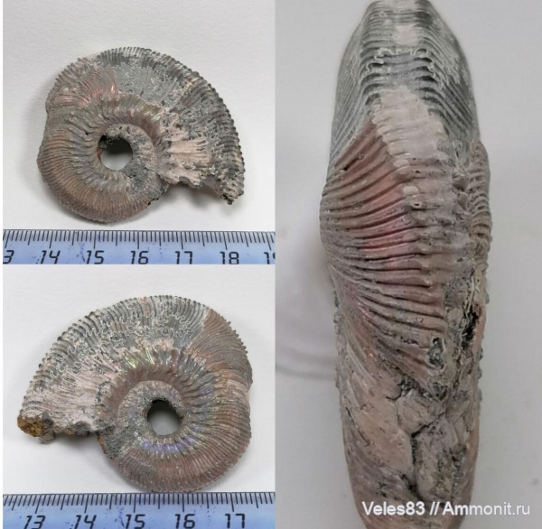 юра, Михайлов, Kosmoceras, келловей, прижизненные повреждения, ammonoid sublethal injuries