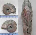 Травмированый Kosmoceras.