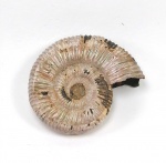 Аммонит Binatisphinctes