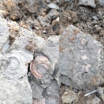 Binatisphinctes с отпечатком.
