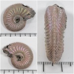 Cardioceras